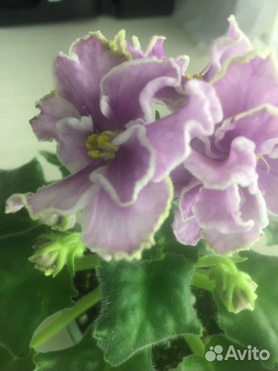 Листочки фиалок