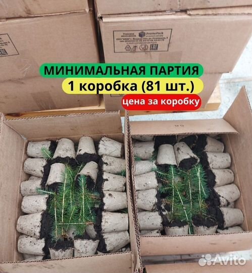 Саженцы ели европейской зкс