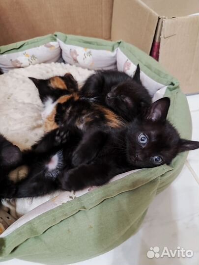 Котята бесплатно