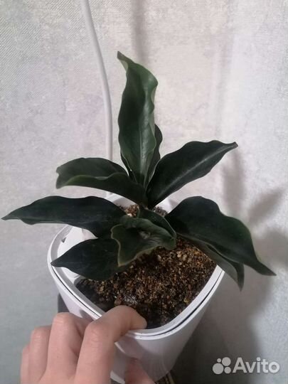 Спатифиллум ivanportillae