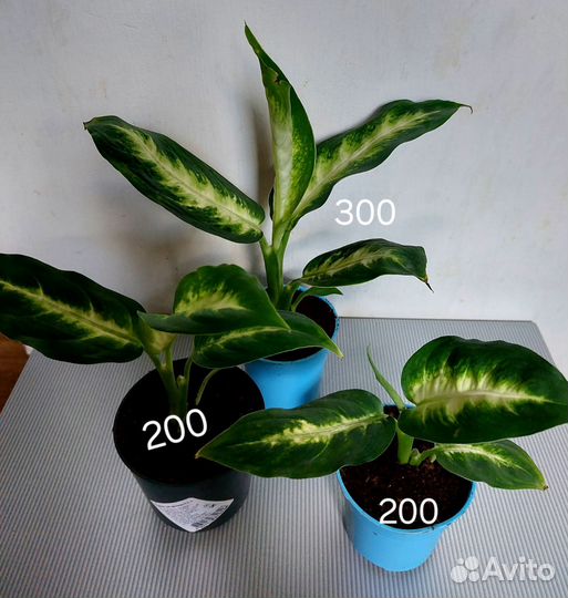 Диффенбахия