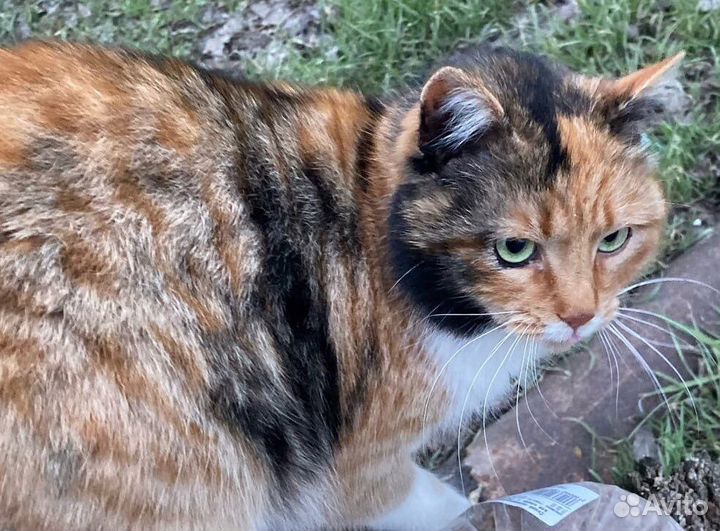Кошечка-трехцветка на счастье