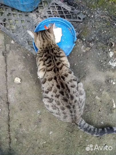 Кошка в добрые руки