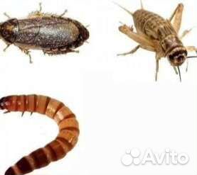 Сверчки, таракан, зофобас