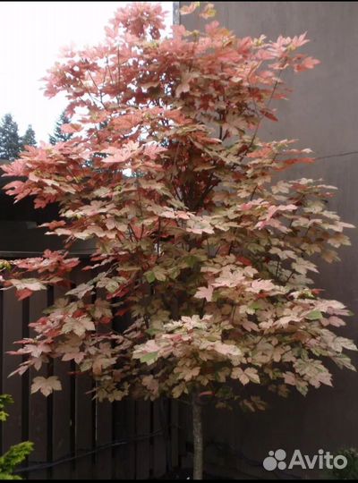 Деревья крупномеры