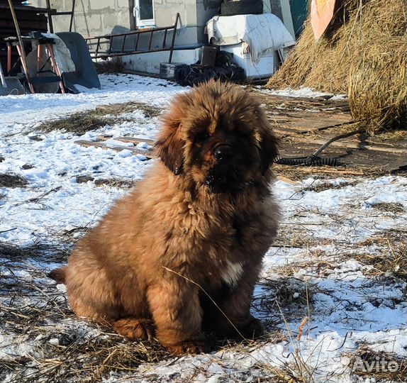 Тибетский мастиф