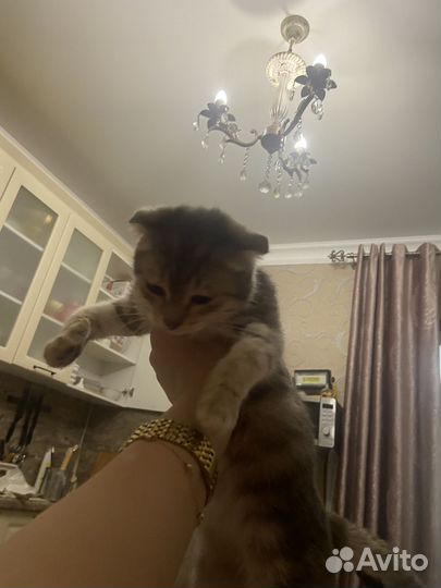 Котенок