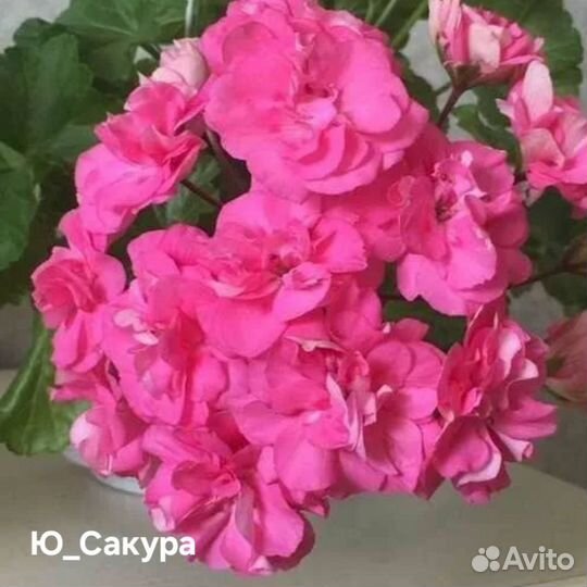 Пеларгония герань сортовая