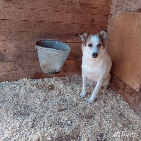 Собака бояка