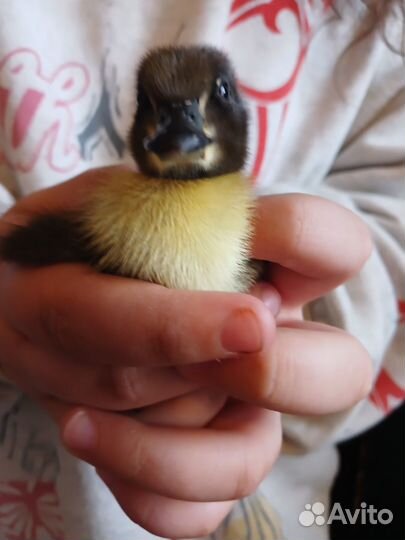 Утята подрощенные