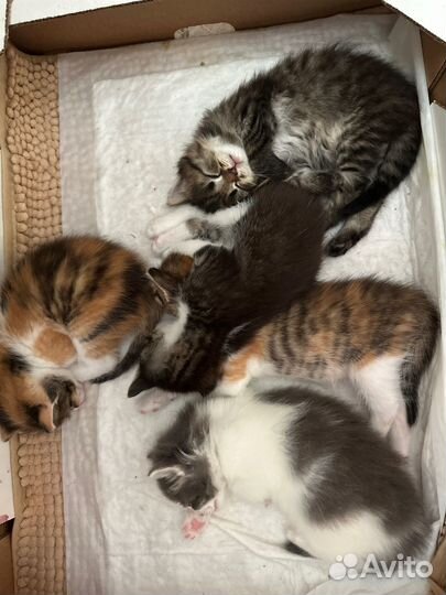 Отдам в добрые ручки детенышей