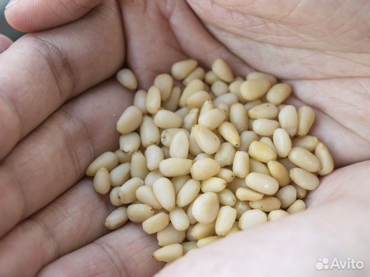 Кедровый орех очищ. вакуум 0,5 кг