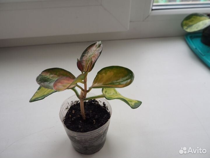 Хойя аустралис лиза