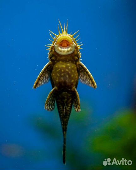 Срмики Анцитрусы