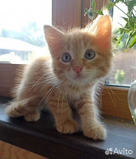 Кошки в добрые руки бесплатно