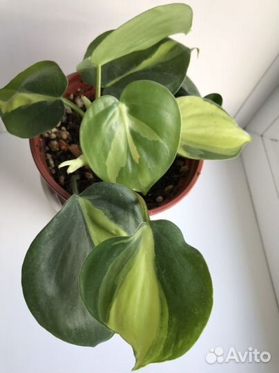Филодендрон Биркин,Миканс,Бразил,фикус,эуфорбич