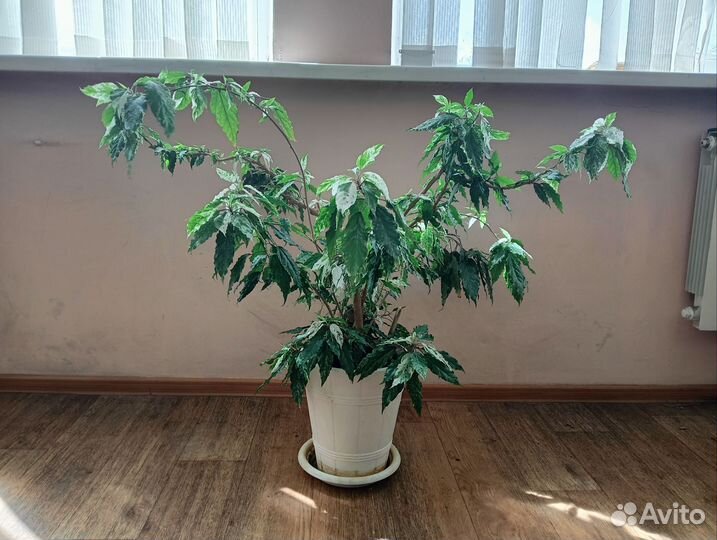 Гибискус китайская роза