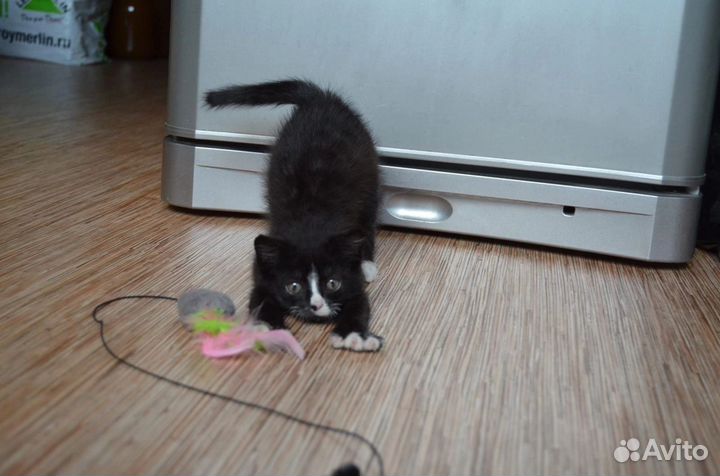 Очаровательный котёнок(девочка) в Добрые руки