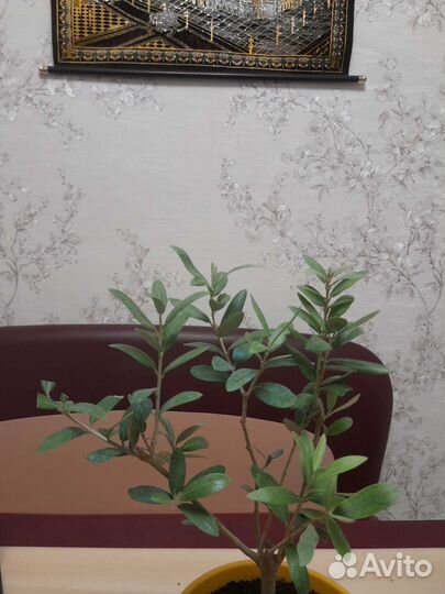 Оливковое дерево