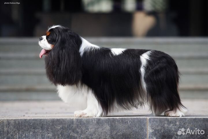 Вязка кавалер кинг чарльз спаниель