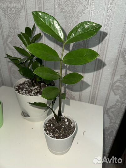 Замиокулькас