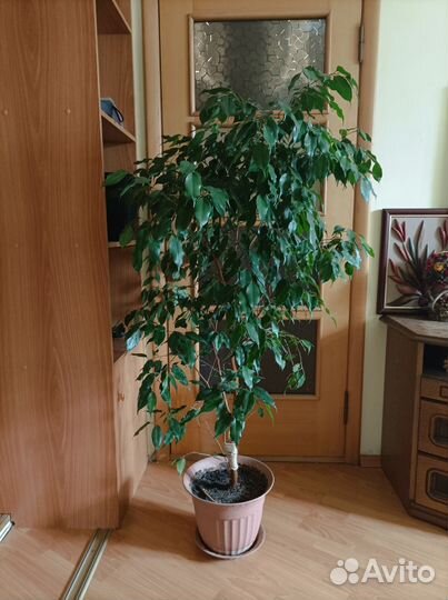 Фикус Бенджамина 1,5 метра