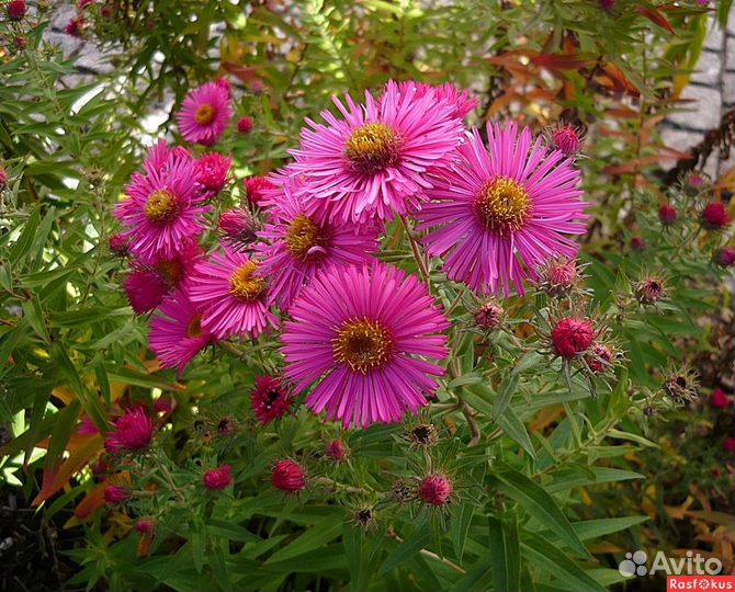 Сентябринки