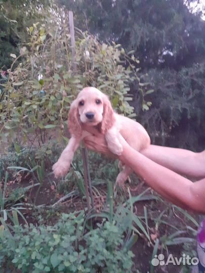 Спаниель английский кокер