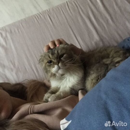Шотландцы кот