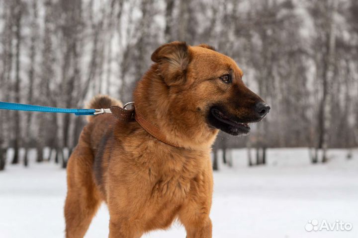 Послушный Кай ищет семью