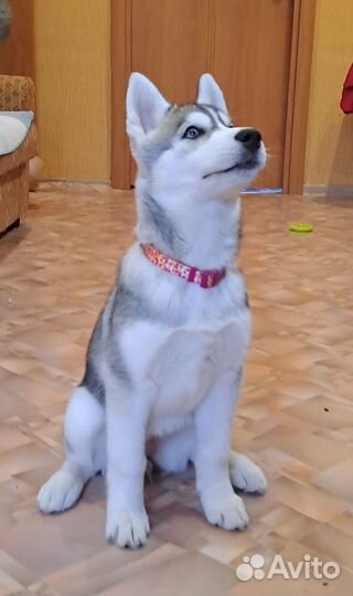 Щенок сибирской хаски (девочка)