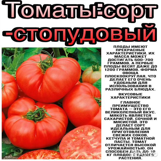 Рассада помидор