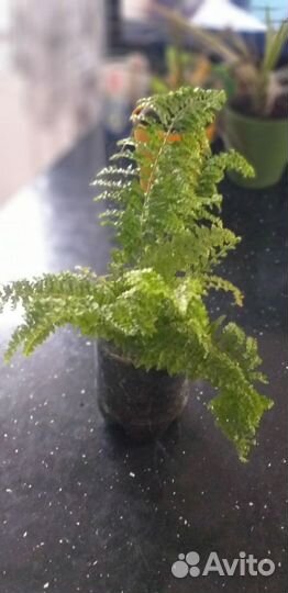 Папоротник Многорядник Драцена окаймленная