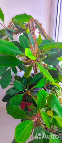 Отростки укорененные комнатных растений