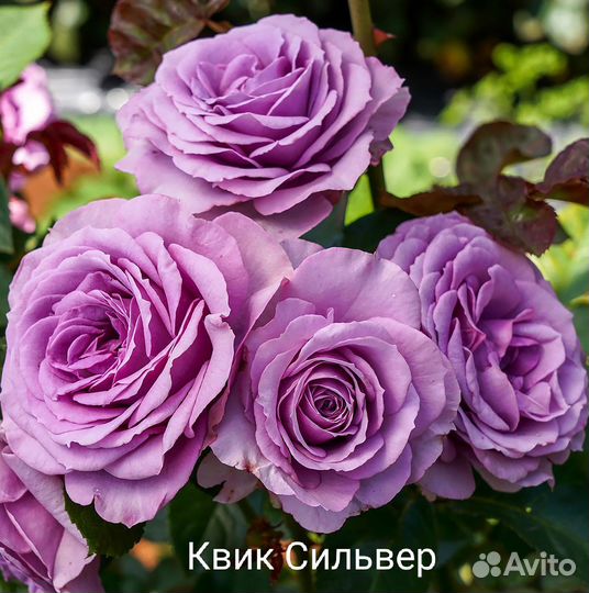 Квик Сильвер - голубая плетистая роза