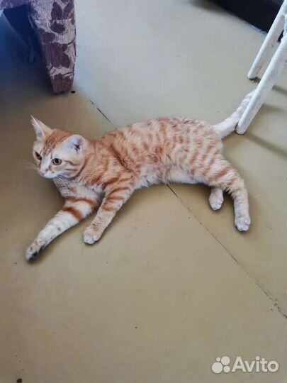 Кот и пес