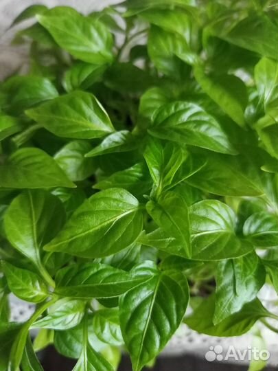 Продам рассаду перца,помидор,баклажан