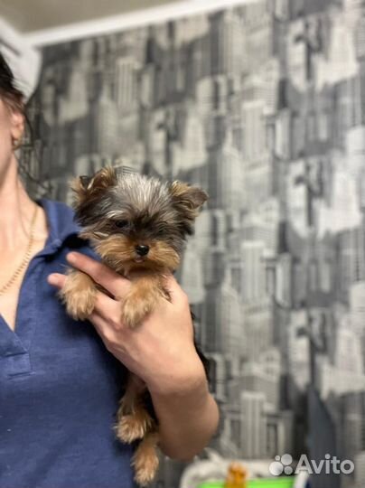 Йоркширский терьер мини девочка