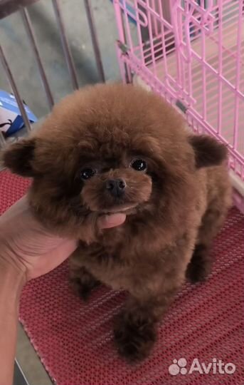 Тикап тедди пудель китай