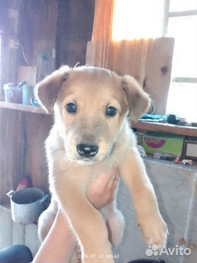 Отдам в добрые руки