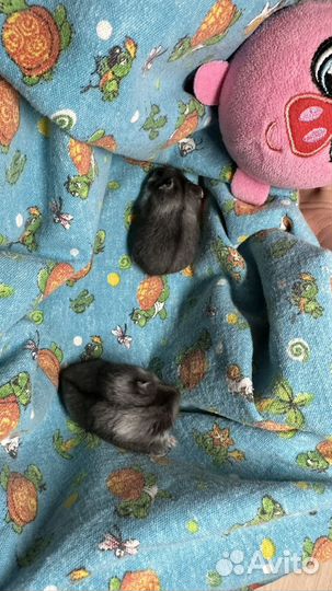 Джунгарские хомячки ручные