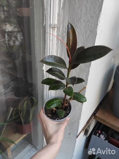 Фикус каучуконосный