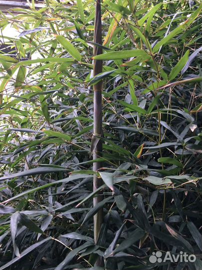 Листоколосник Биссета