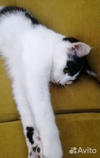 Молодая кошечка