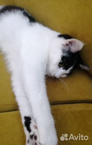 Молодая кошечка