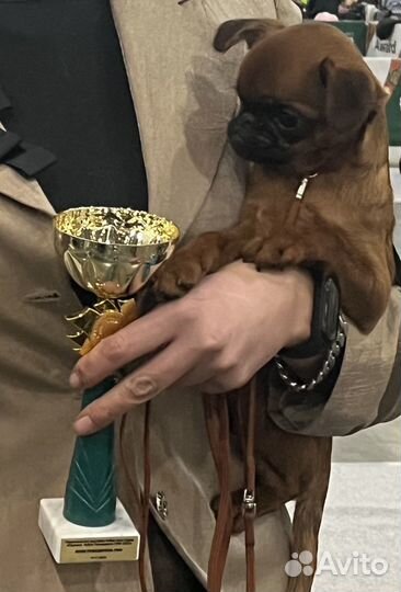 Екатерина Великая, маленький пти брабансон