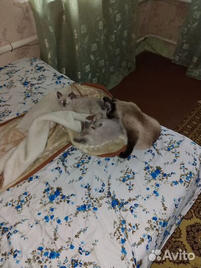 Сиамские котята