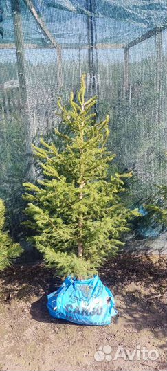 Ель сибирская (зкс)