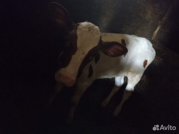 Телочка 2 месяца