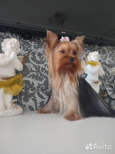 Йоркширский терьер мини